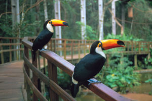 HD Bird Park